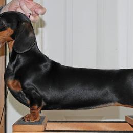 Dachshunds from Nomala