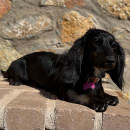 Black And Tan Brindle Point Longhair Female - Brindle female Dachshund puppy in Horizon City, Texas from Willipaws
