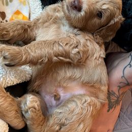 Goldendoodle Puppies from Lucky's Doodlez