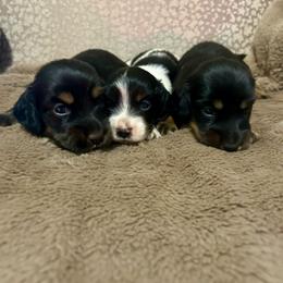Boy 1 - Black and tan male Dachshund puppy in Buchanan, Georgia from Kiser Creek Dachshunds