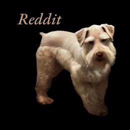 Reddit - Miniature Schnauzer