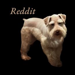 Reddit - Miniature Schnauzer