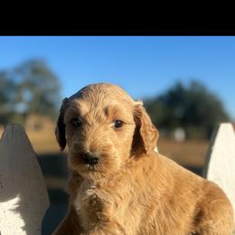 Hope - Cream female Goldendoodle puppy in Waterford, California from Alvdoodles