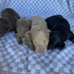 Eileen - Fawn (Isabella) female Dachshund puppy in Hawley, Texas from Foxy’s Dachshunds & Toy Aussies