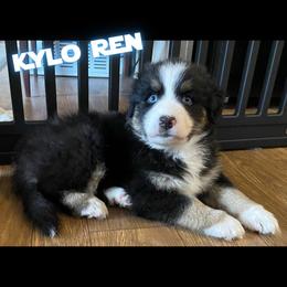 Kylo - Black tri-color male Australian Shepherd puppy in Albany, Georgia from Muckalee Lane Aussies
