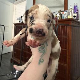 Black collar - Harlequin male Great Dane puppy in Loris, South Carolina from Days Danes