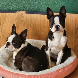 Cinnamon - Brindle and white female Boston Terrier puppy in Denver, Colorado from Diamonds In The Ruff Boston Terriers