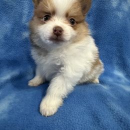 Girl 2 - Chocolate Pomeranian puppy in Decatur, Iowa from Lisa Greenhalgh