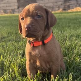 Milly - Golden rust female Vizsla puppy in Dundee, Iowa from CBJ Vizslas