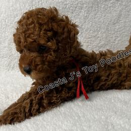 Poodle Puppies from Coasta J’s Toy Poodles