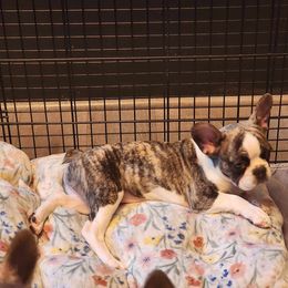 Ursula - Brindle and white French Bulldog puppy in Davenport, Iowa from QC Finest Frenchies & Brussels