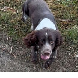 Duke - English Springer Spaniel