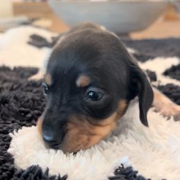 Golfie - Black male Dachshund puppy in San Diego, California from San Diego Dachshunds