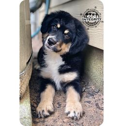 Australian Shepherd and Miniature Australian Shepherd Puppies from Integrity Aussies Tx