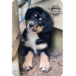 Australian Shepherd and Miniature Australian Shepherd Puppies from Integrity Aussies Tx