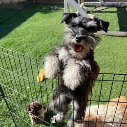 Lefteye - Miniature Schnauzer