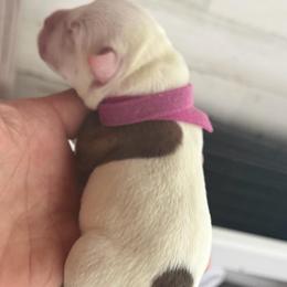 Pink - White and red female Staffordshire Bull Terrier puppy in Port Saint Lucie, Florida from Southern Staffies