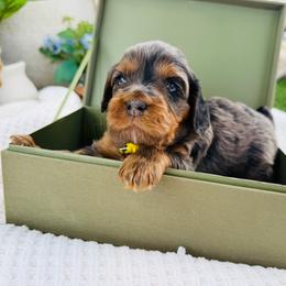 Diesel - Yellow Collar Boy - Merle male Cavapoo puppy in Highland, Utah from Angel Pups Deluxe