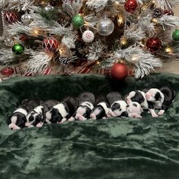 Boston Terrier Puppies from Candi's Boston Terriers