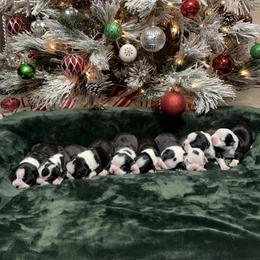Boston Terrier Puppies from Candi's Boston Terriers