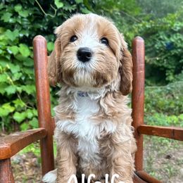 Alfalfa - Apricot male Australian Labradoodle puppy in Eastover, North Carolina from Joyful Hearts Australian Labradoodles