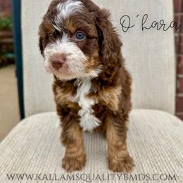 O'hara - Brown and white female Bernedoodle puppy in Owasso, Oklahoma from Kallams Bernedoodles & Bernese Mountain Dogs