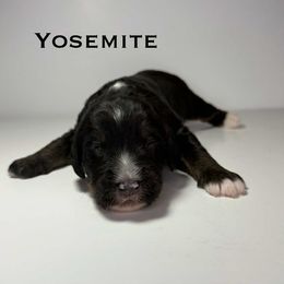 Yosemite - Tri-color male Bernedoodle puppy in Ocala, Florida from Bernedoodles of Florida