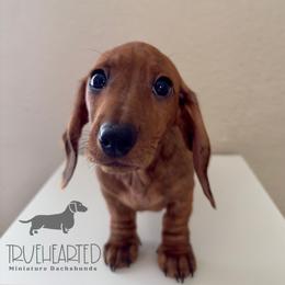 Oswald - Brindle male Dachshund puppy in Royse City, Texas from Truehearted Miniature Dachshunds