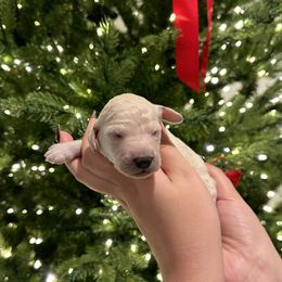 Poodle Puppies from Aura & Luxe Poodles