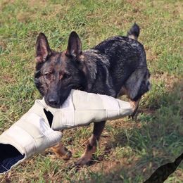 Jersey - German Shepherd