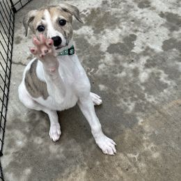 Golden Retriever and Greyhound Puppies from K and E Kennels