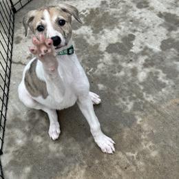 Golden Retriever and Greyhound Puppies from K and E Kennels