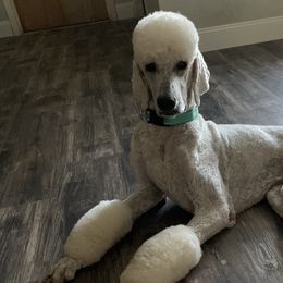 Caesar  - Poodle