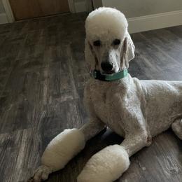 Caesar  - Poodle