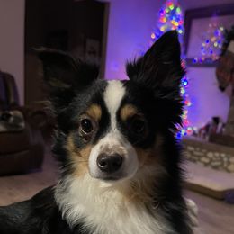 Gus - Toy Australian Shepherd