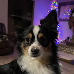 Gus - Toy Australian Shepherd