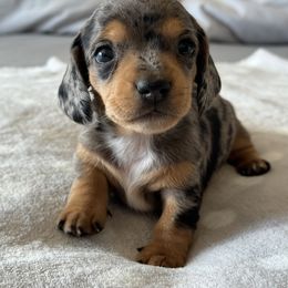Dachshund Puppies from Silver Dach Farms