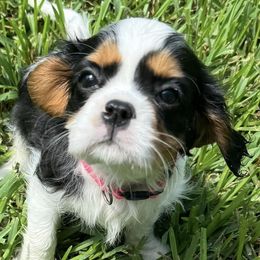 Cavalier King Charles Spaniels from Brian's Cavalier King Charles Spaniels