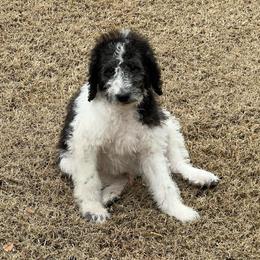 Comet - Parti male Labradoodle puppy in Monticello, Georgia from Daylin’s Doodles & Labradors