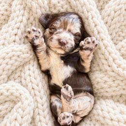 Rhubarb - Merle female Cockapoo puppy in Santa Barbara, California from K+C Doodles