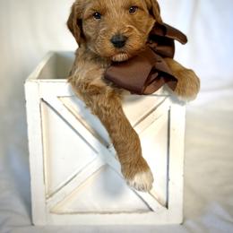 Miss Brown - Caramel female Australian Labradoodle puppy in Wake Forest, North Carolina from Lucky Country Labradoodles