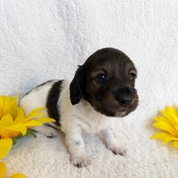 Loki - Piebald male Dachshund puppy in Palestine, Texas from Oak tree Dachshunds