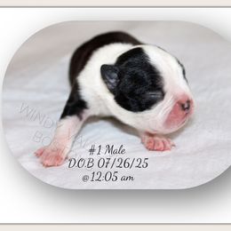 Boy 1 - Black and white male Boston Terrier puppy in North Central, Vermont from Windy Valley’s Bostons