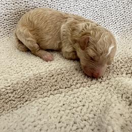 Boy 3 - Yellow and white male Bernedoodle puppy in Gilbert, Arizona from positivelypuppies