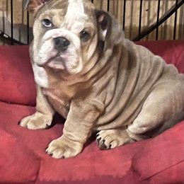 "Mr. Grumps " Bulldog and French Bulldog All Grown Up from A_Toda_Madre