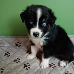 June (yellow collar) - Black tri-color female Australian Shepherd puppy in Okeechobee, Florida from Rothsolid Aussies