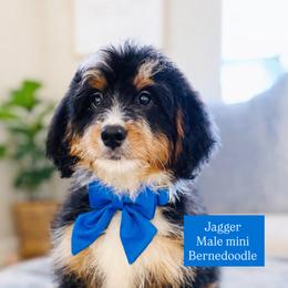 Jagger - Tri-color male Bernedoodle puppy in Port Orange, Florida from Royal doodles of Florida