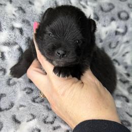 CRUELLA - Black female Pomeranian puppy in Willis, Texas from Treasured Jewels Pomeranians