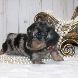 Christopher - Black and cream male Dachshund puppy in Collins, Georgia from Liberty Longhair Dachshunds