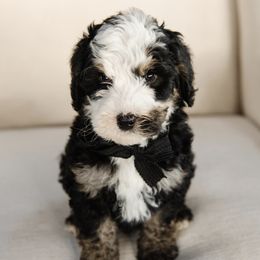 'Crispin' Black Collar Male - Tri-color male Bernedoodle puppy in Kamas, Utah from A + E Farms